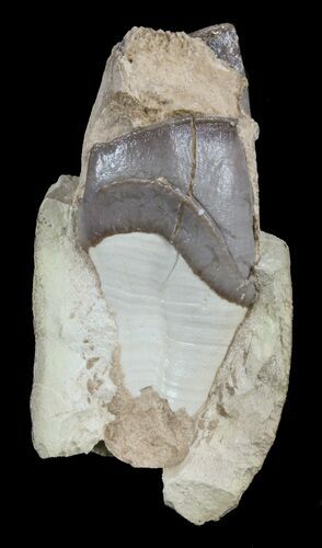 Hyracodon (Running Rhino) Tooth - South Dakota #60948